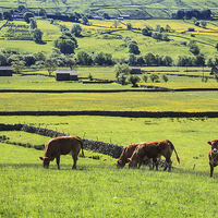 Buy canvas prints of Cows at Raydale by Andrew Ray