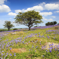 Buy canvas prints of Dartmoor Bluebells by Andrew Ray