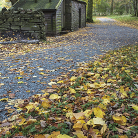 Buy canvas prints of Leaves at Holme Wood Bothy by Andrew Ray