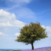 Buy canvas prints of Lone Tree in Bluebells by Andrew Ray