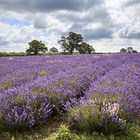 Buy canvas prints of Somerset Lavender by Andrew Ray