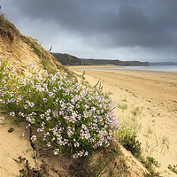 Buy canvas prints of Oxwich Beach by Andrew Ray