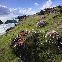Buy canvas prints of Thrift at Kynance Cove  by Andrew Ray