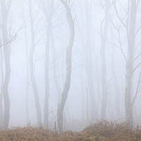 Buy canvas prints of Tree's in the Mist by Andrew Ray