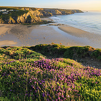 Buy canvas prints of Heather at Porthtowan by Andrew Ray