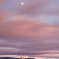 Buy canvas prints of The moon at sunset (Llancayo Windmill) by Andrew Ray