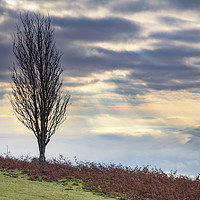 Buy canvas prints of Tree above the Usk Valley by Andrew Ray