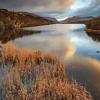Buy canvas prints of Reeds at sunset (Llyn Padarn) by Andrew Ray