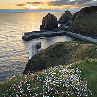 Buy canvas prints of Spring Flowers at Sunset (Mullion Cove). by Andrew Ray