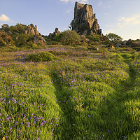 Buy canvas prints of Bluebells at Roche Rock by Andrew Ray