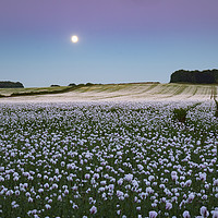 Buy canvas prints of Moon over opium poppy fields by Andrew Ray