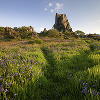 Buy canvas prints of Paths through the Bluebells (Roche Rock by Andrew Ray