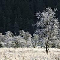 Buy canvas prints of Frost covered tree's (Glen Goil by Andrew Ray
