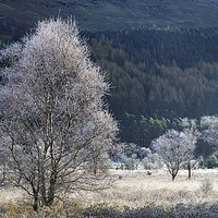 Buy canvas prints of Frosty tree's (Glen Goil). by Andrew Ray