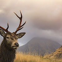 Buy canvas prints of Glen Etive stag by Andrew Ray