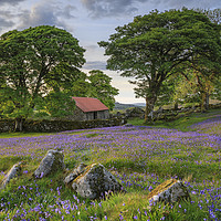 Buy canvas prints of Rocks and Bluebells (Emsworthy Mire)  by Andrew Ray