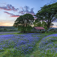 Buy canvas prints of Bluebells at sunset (Emsworthy Mire)  by Andrew Ray