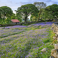 Buy canvas prints of Bluebells at Emsworthy Mire by Andrew Ray