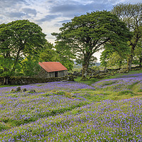 Buy canvas prints of Emsworthy Mire Bluebells by Andrew Ray