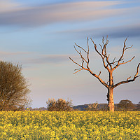 Buy canvas prints of Tree in oilseed rape field (Lonely Farm) by Andrew Ray