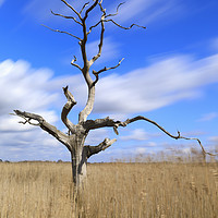 Buy canvas prints of Lone tree in reeds (Snape Maltings) by Andrew Ray
