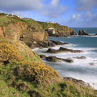 Buy canvas prints of Gorse on the clifftop (Lizard) by Andrew Ray