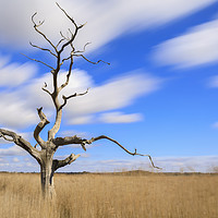 Buy canvas prints of Tree on Snape Maltings by Andrew Ray