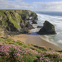 Buy canvas prints of Spring flora (Bedruthan Steps) by Andrew Ray