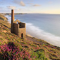 Buy canvas prints of Heather clump (Wheal Coates) by Andrew Ray