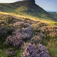 Buy canvas prints of Heather at Hen Cloud by Andrew Ray