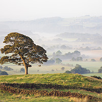 Buy canvas prints of Tree in the mist (Roaches) by Andrew Ray