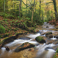 Buy canvas prints of River in Nant Mill Wood by Andrew Ray