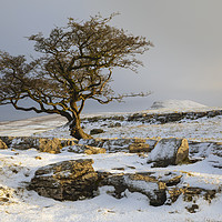 Buy canvas prints of First light at the Winskill Stones by Andrew Ray