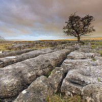 Buy canvas prints of Winskill Stones at sunrise by Andrew Ray