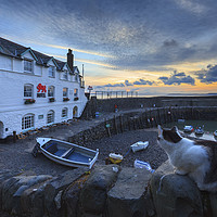 Buy canvas prints of Cat at Clovelly by Andrew Ray