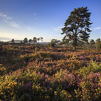Buy canvas prints of Evening Light on Woodbury Common by Andrew Ray