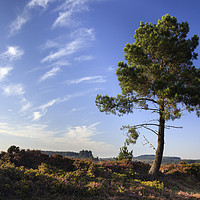Buy canvas prints of Tree on Woodbury Common by Andrew Ray