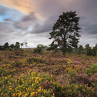 Buy canvas prints of Autumn Colour (Woodbury Common) by Andrew Ray