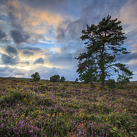 Buy canvas prints of Tree's on Woodbury Common. by Andrew Ray
