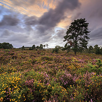 Buy canvas prints of Woodbury Common by Andrew Ray