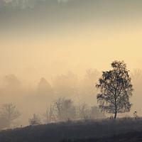 Buy canvas prints of Tree's  in the Mist (Mogshade Hill) by Andrew Ray