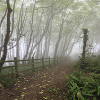 Buy canvas prints of  Misty Tree's (Peak Hill near Sidmouth) by Andrew Ray
