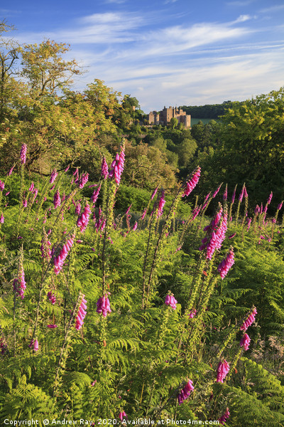 Fox Gloves at Dunster Canvas Print by Andrew Ray