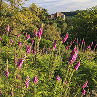 Buy canvas prints of Fox Gloves at Dunster by Andrew Ray