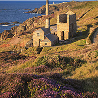 Buy canvas prints of Heather at Levant by Andrew Ray