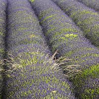 Buy canvas prints of Lavender Rows by Andrew Ray