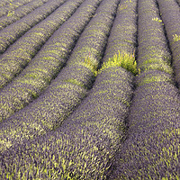 Buy canvas prints of Rows of Lavender  by Andrew Ray