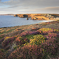 Buy canvas prints of Heather near Portreath by Andrew Ray