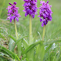 Buy canvas prints of Early Purple Orchids by Andrew Ray
