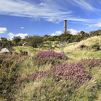Buy canvas prints of Heather at Kit Hill by Andrew Ray